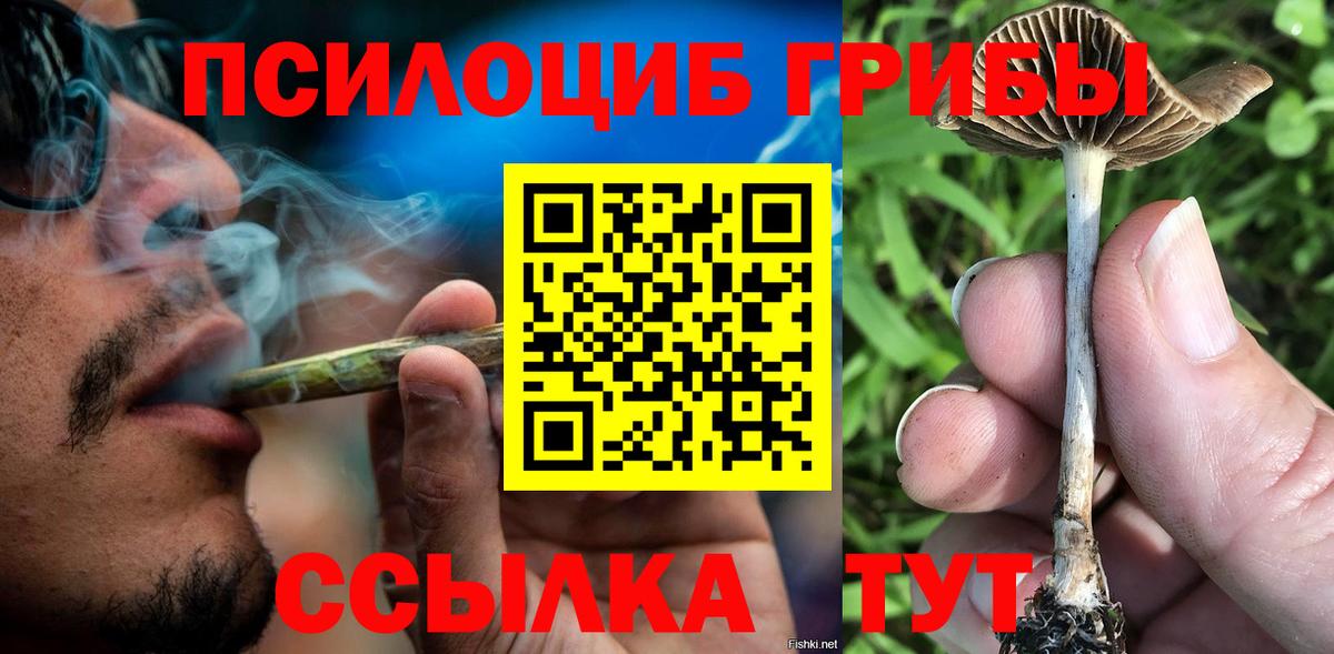 Псилоцибиновые грибы Psilocybe Кизилюрт